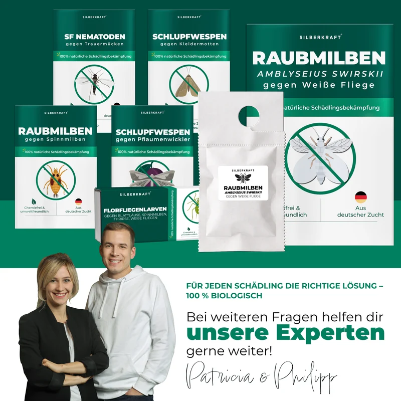 Raubmilben gegen Weiße Fliege (Amblyseius swirskii)