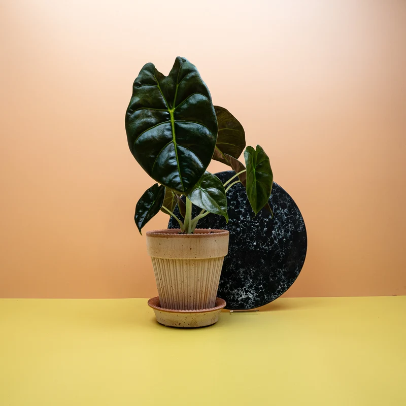 ALOCASIA GOLDEN BONE
