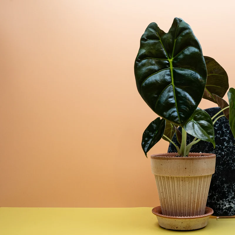 ALOCASIA GOLDEN BONE