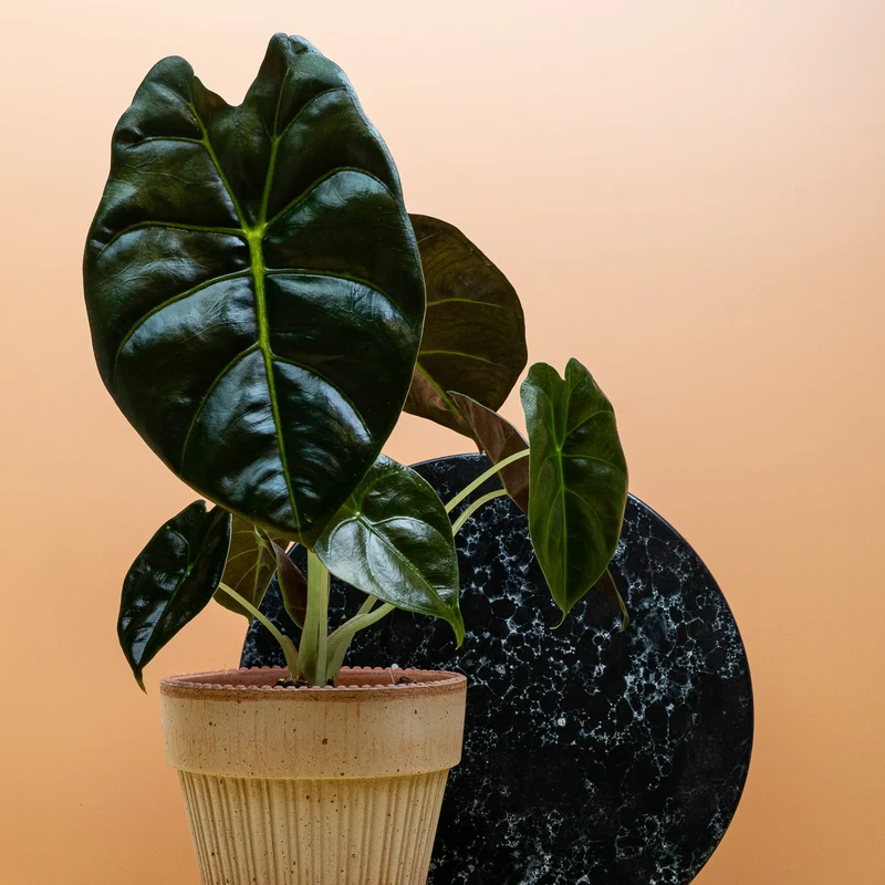 ALOCASIA GOLDEN BONE