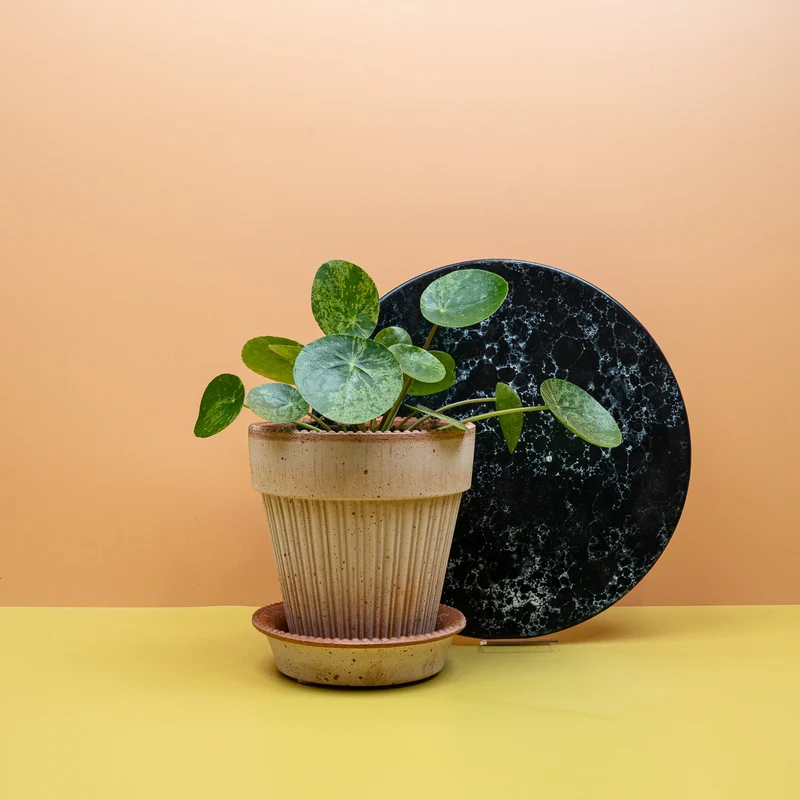 PEPEROMIA PILEA MOJITO