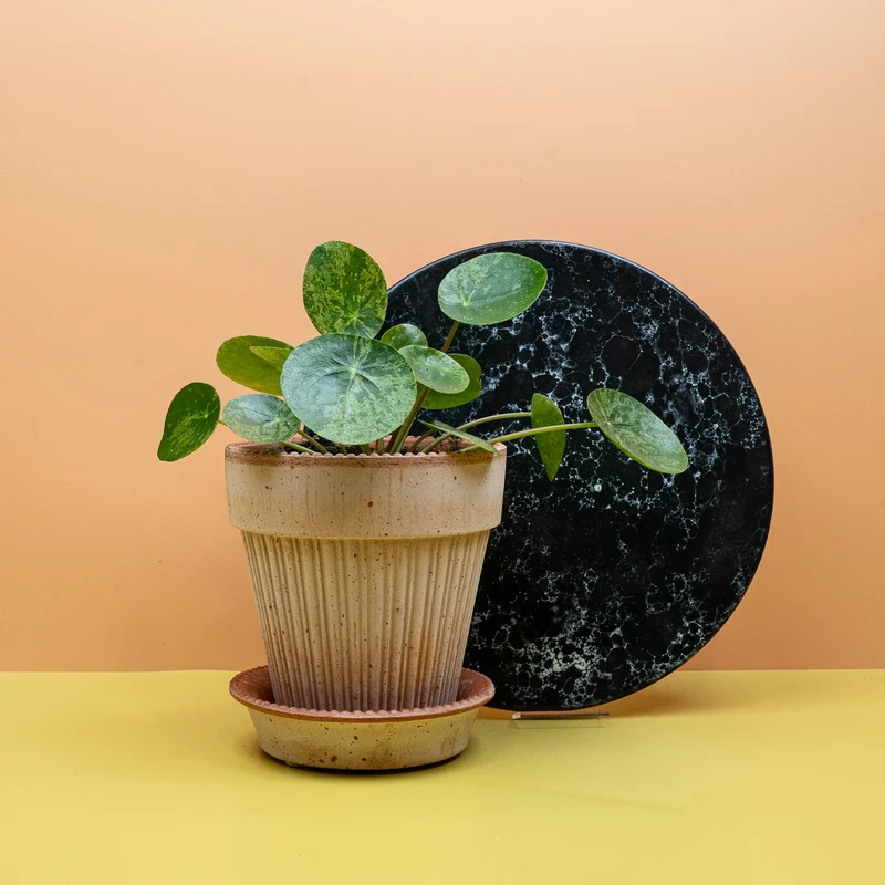 PEPEROMIA PILEA MOJITO