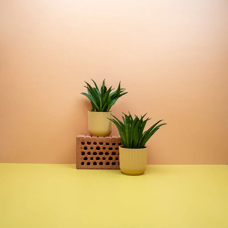SANSEVIERIA PANTHERA