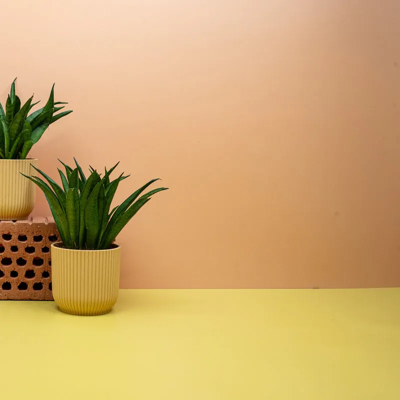 SANSEVIERIA PANTHERA