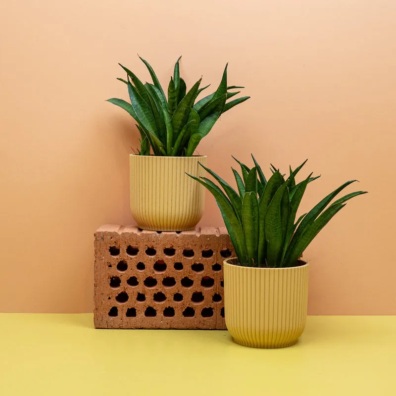 SANSEVIERIA PANTHERA