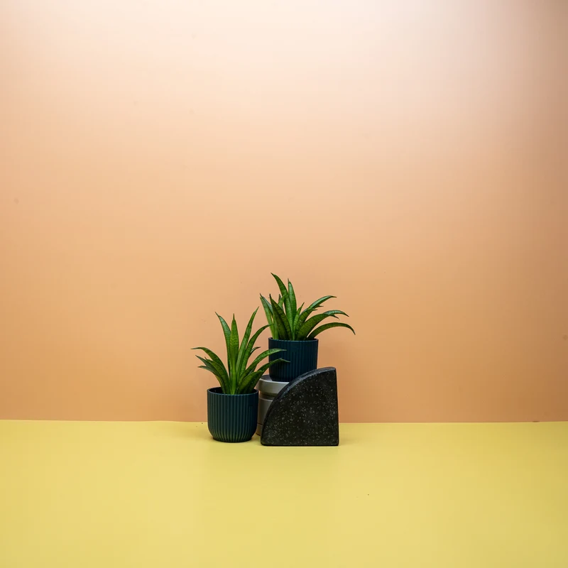 SANSEVIERIA PANTHERA