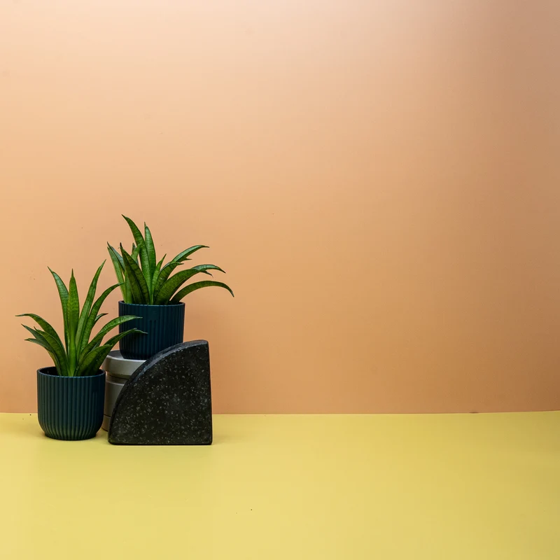 SANSEVIERIA PANTHERA