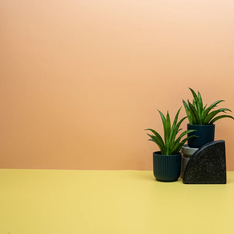 SANSEVIERIA PANTHERA