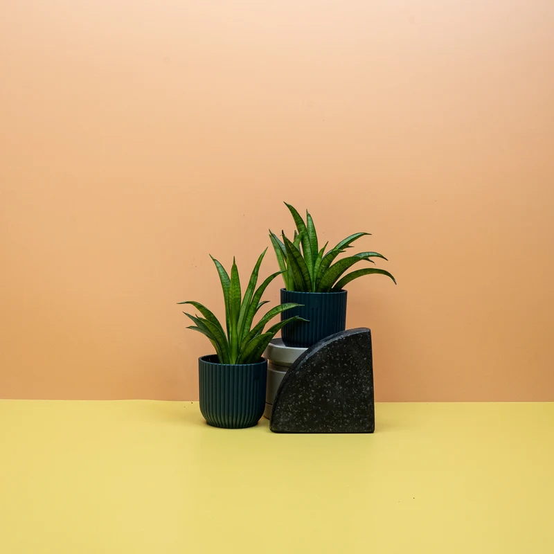SANSEVIERIA PANTHERA