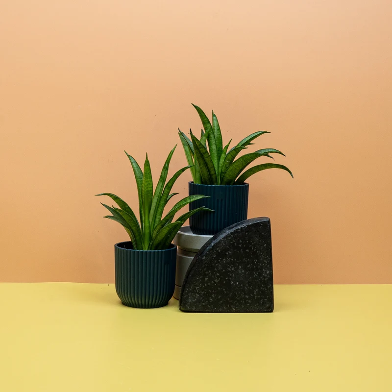 SANSEVIERIA PANTHERA