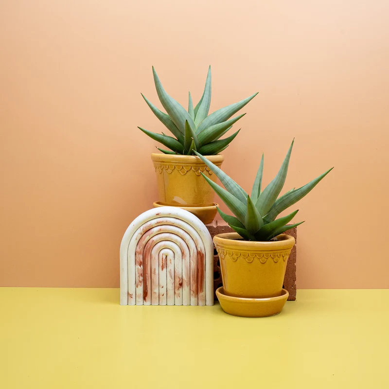 SANSEVIERIA CHANIN CROWN