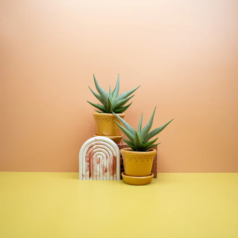 SANSEVIERIA CHANIN CROWN