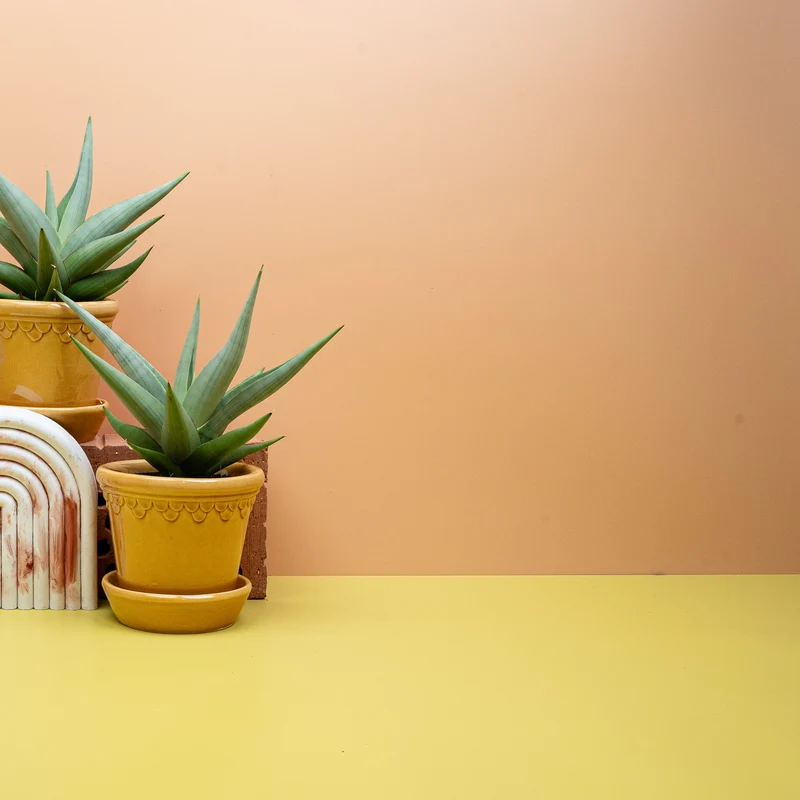SANSEVIERIA CHANIN CROWN