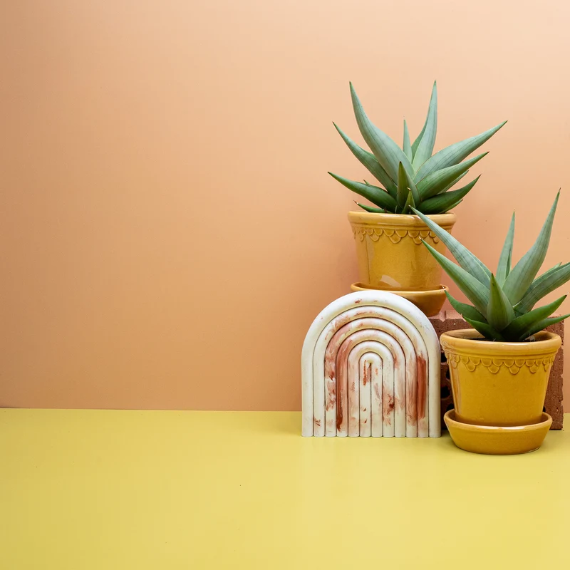SANSEVIERIA CHANIN CROWN