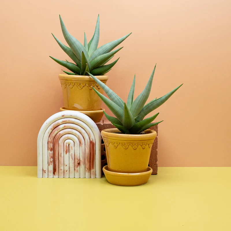 SANSEVIERIA CHANIN CROWN