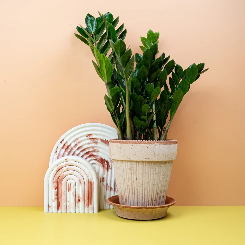 ZAMIOCULCAS ZAMIIFOLIA MIDORI