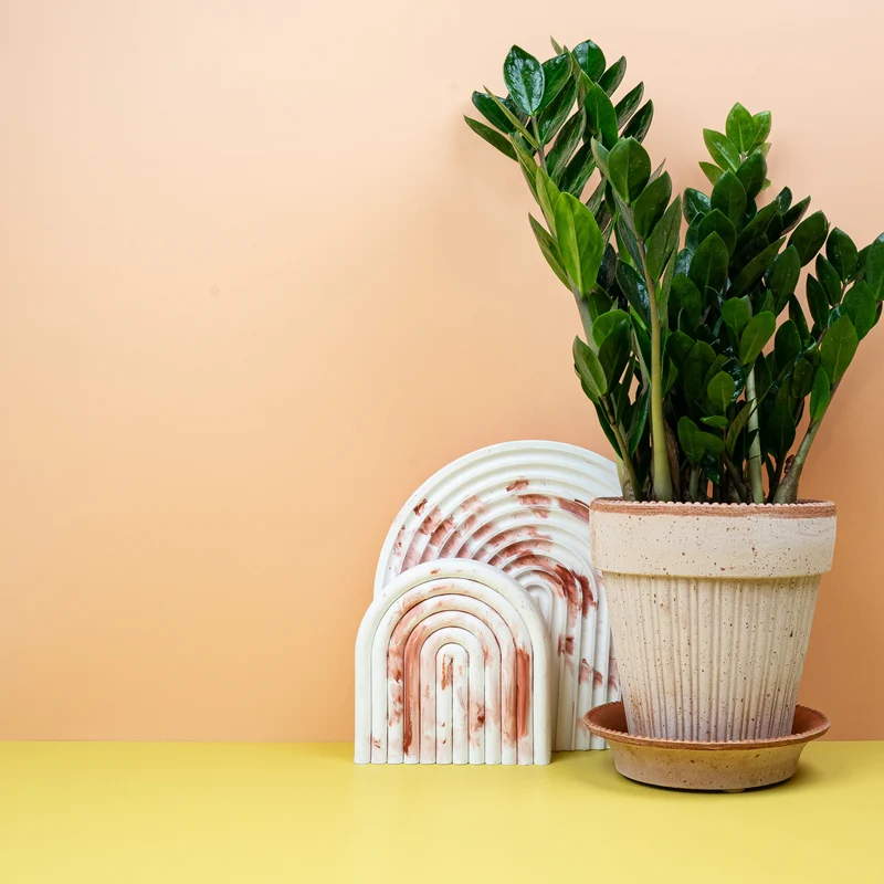 ZAMIOCULCAS ZAMIIFOLIA MIDORI
