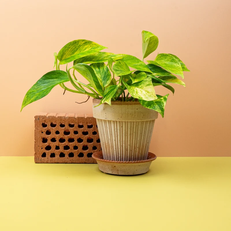 EPIPREMNUM KIWI