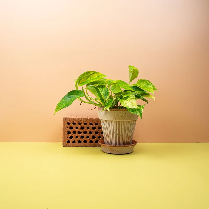 EPIPREMNUM KIWI