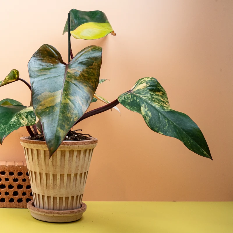 PHILODENDRON STRAWBERRY SHAKE