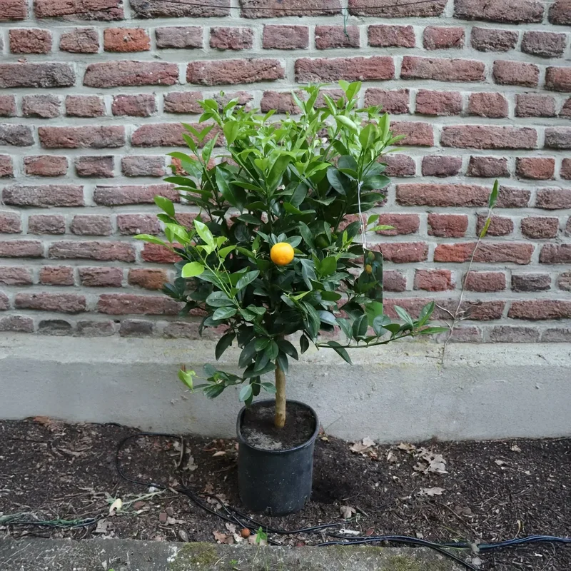 Calamondin – Zierliche Zitruspflanze mit Fruchtzauber
