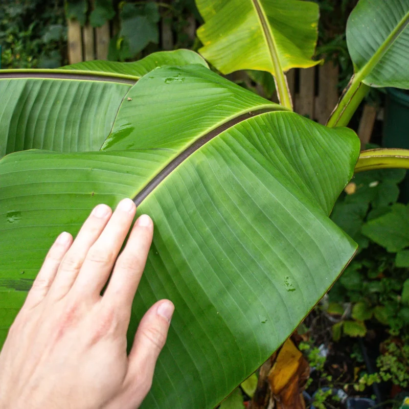 Bio Winterharte Banane (Musa basjoo)