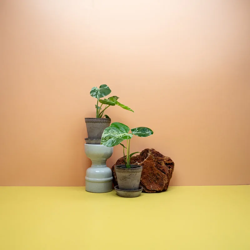 MONSTERA DELICIOSA BULBARSAUR