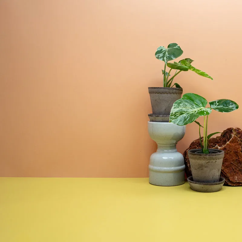 MONSTERA DELICIOSA BULBARSAUR
