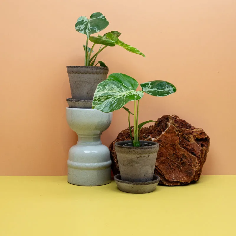 MONSTERA DELICIOSA BULBARSAUR