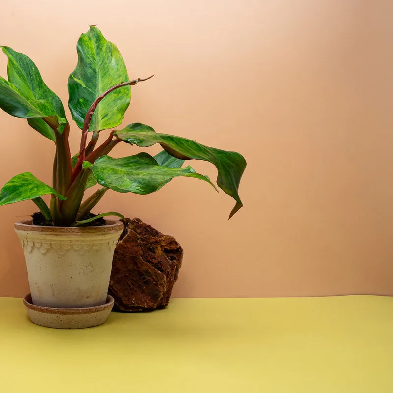 PHILODENDRON ORANGE MARMELADE