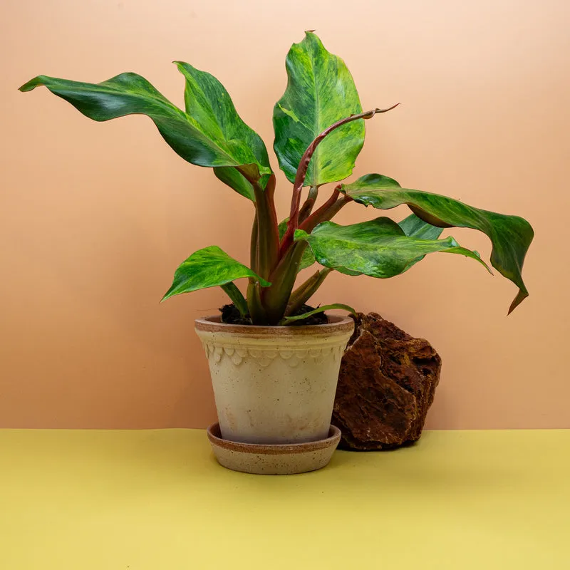 PHILODENDRON ORANGE MARMELADE