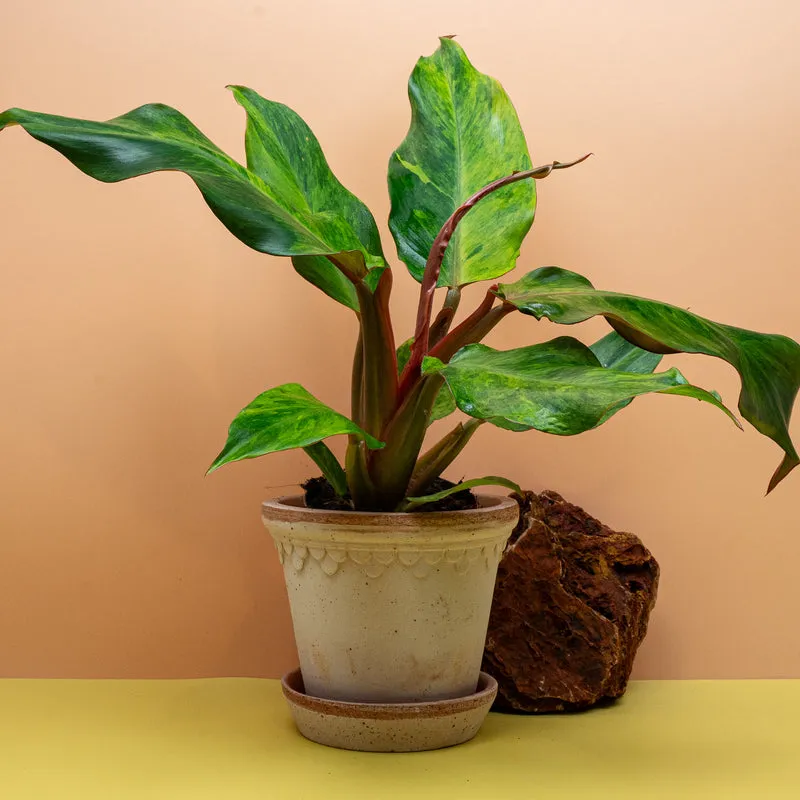 PHILODENDRON ORANGE MARMELADE