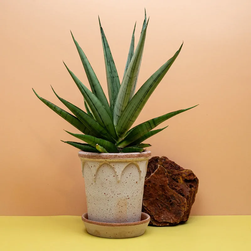 SANSEVIERIA COMET LAUREL GREY