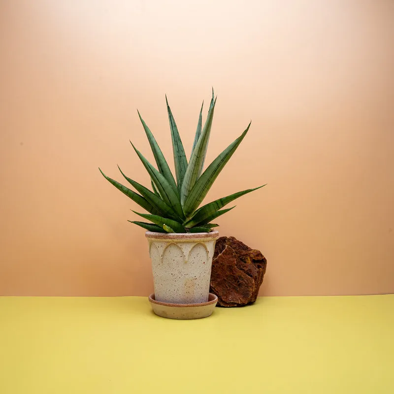 SANSEVIERIA COMET LAUREL GREY