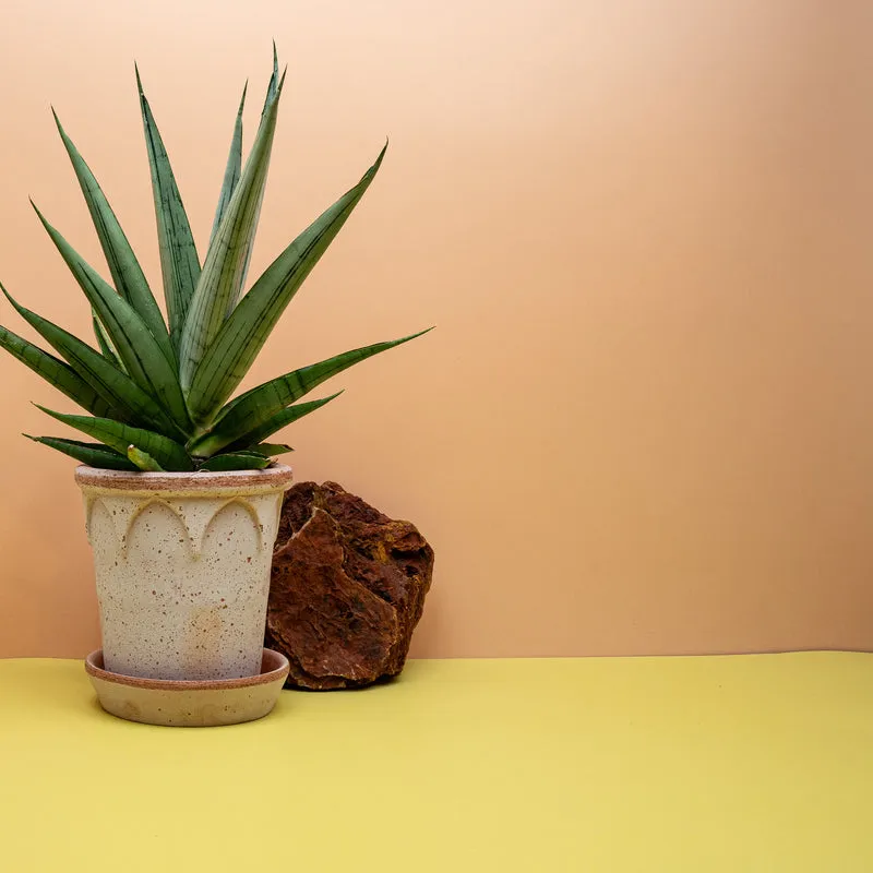 SANSEVIERIA COMET LAUREL GREY