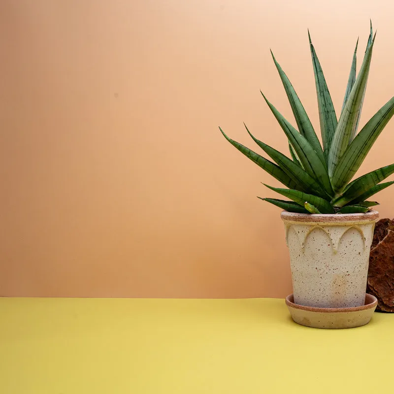 SANSEVIERIA COMET LAUREL GREY