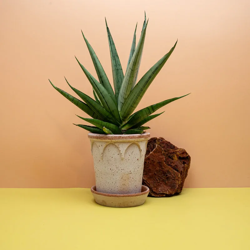 SANSEVIERIA COMET LAUREL GREY