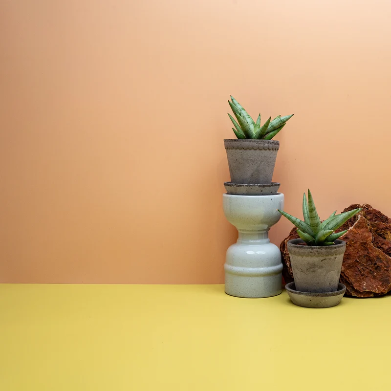SANSEVIERIA SILVER CROWN