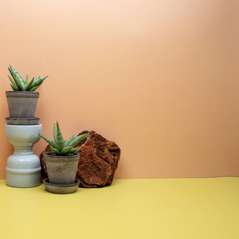 SANSEVIERIA SILVER CROWN