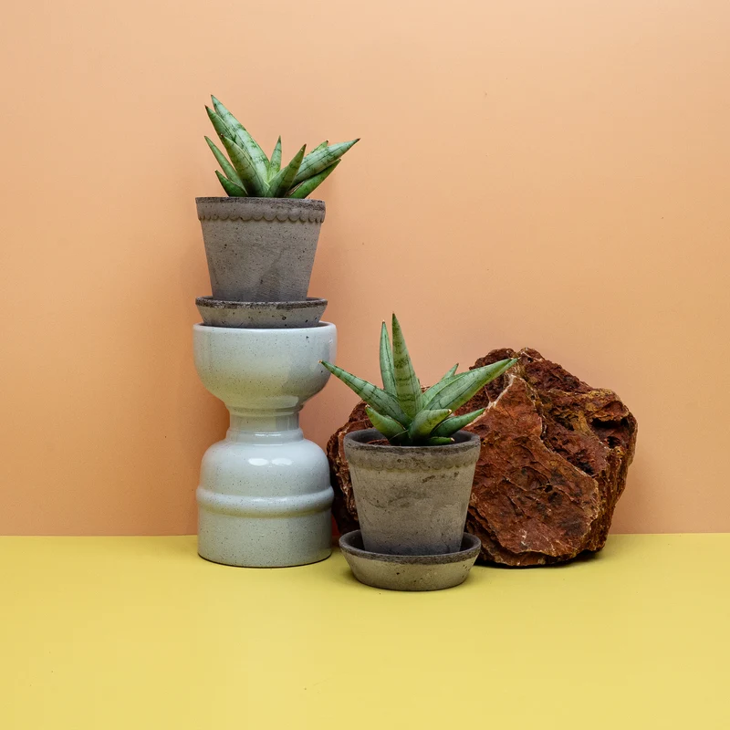 SANSEVIERIA SILVER CROWN