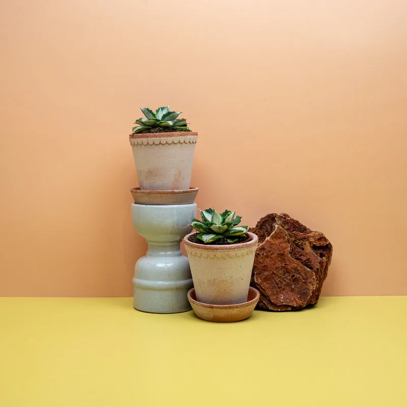 AGAVE POTATORUM OUHI-RAIJIN