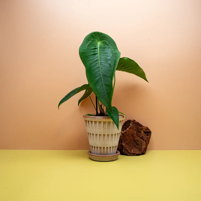 ANTHURIUM PELTIGERUM