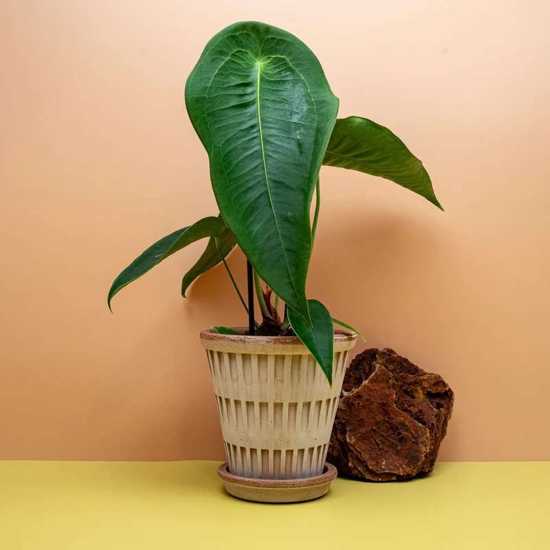 ANTHURIUM PELTIGERUM