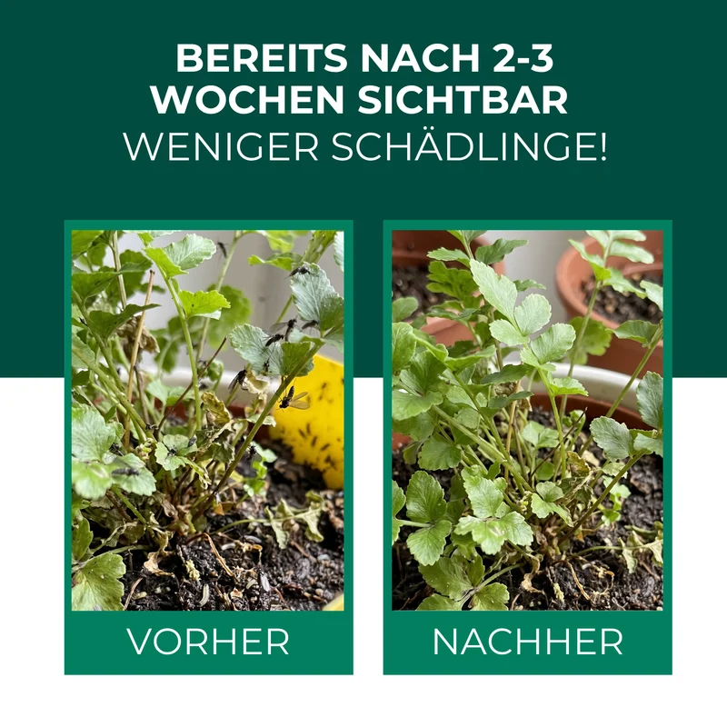 Raubmilben gegen Trauermücken (Stratiolaelaps scimitus)
