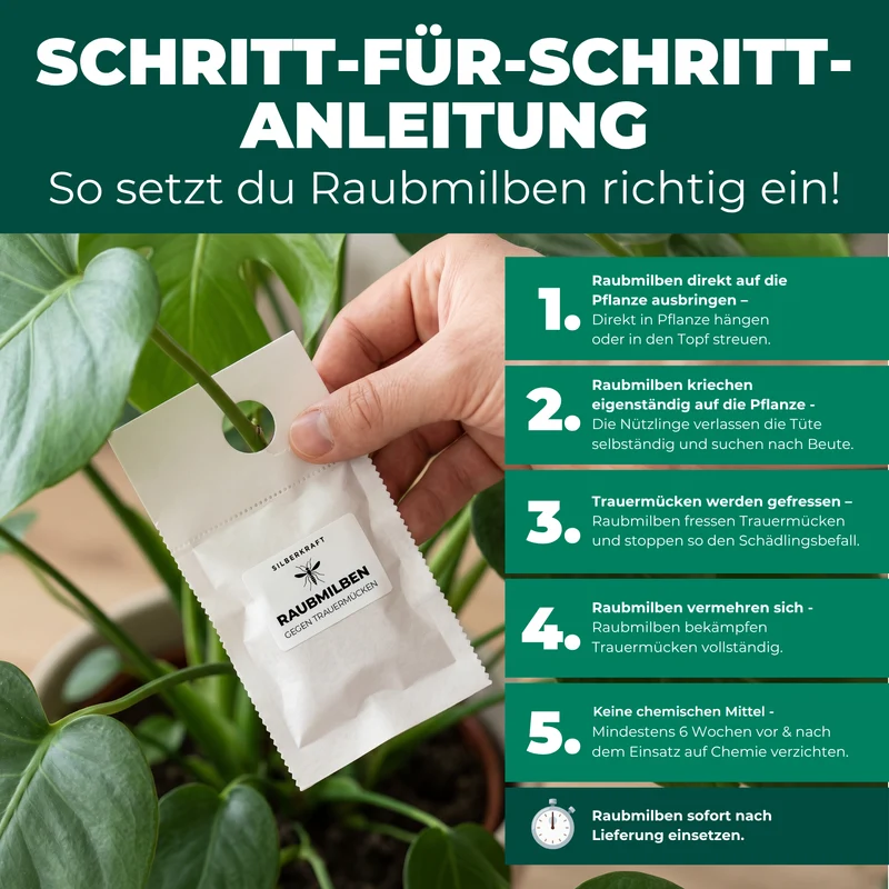 Raubmilben gegen Trauermücken (Stratiolaelaps scimitus)