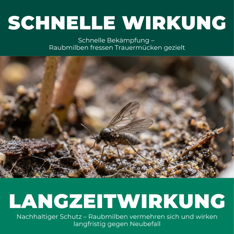 Raubmilben gegen Trauermücken (Stratiolaelaps scimitus)
