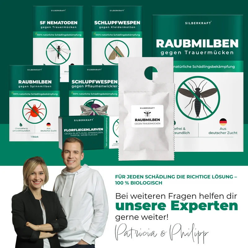 Raubmilben gegen Trauermücken (Stratiolaelaps scimitus)