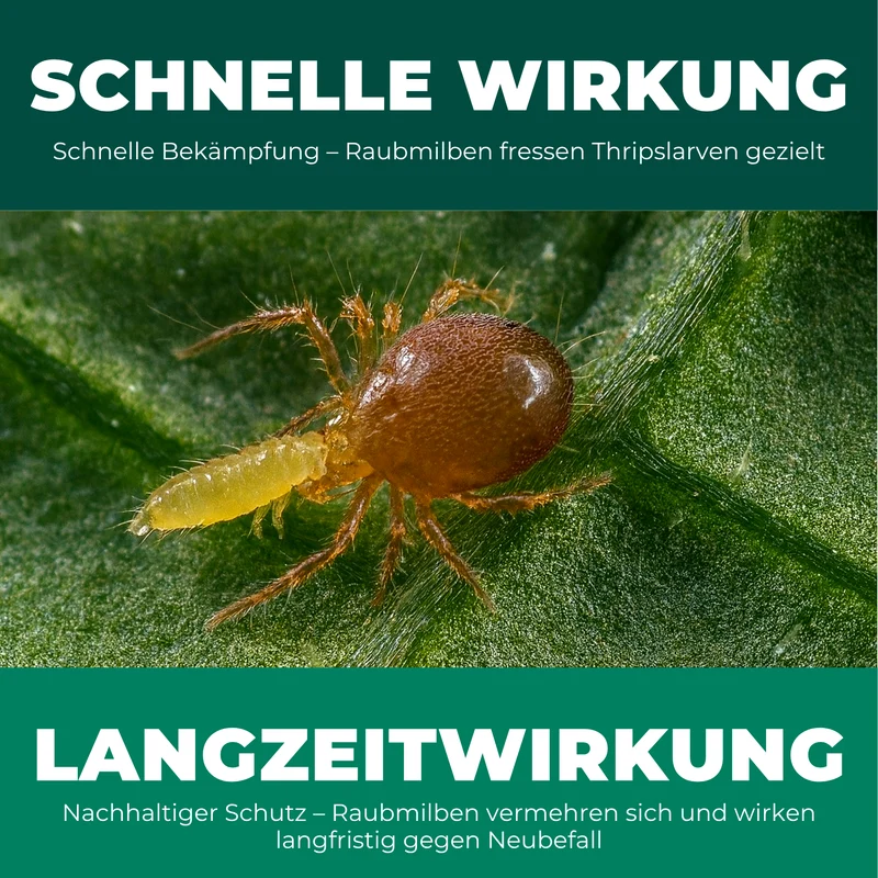 Raubmilben gegen Thripse (Neoseiulus cucumeris / Amblyseius cucumeris)