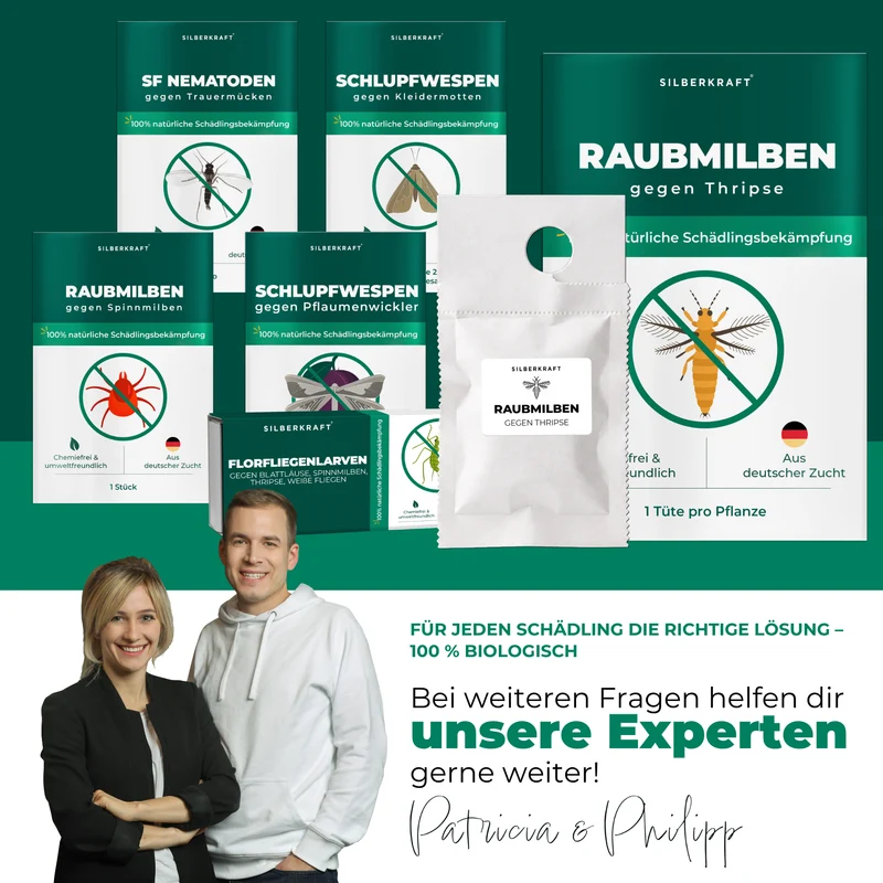 Raubmilben gegen Thripse (Neoseiulus cucumeris / Amblyseius cucumeris)