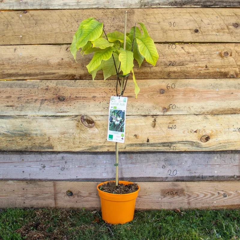 Bio Indianerbanane Papau